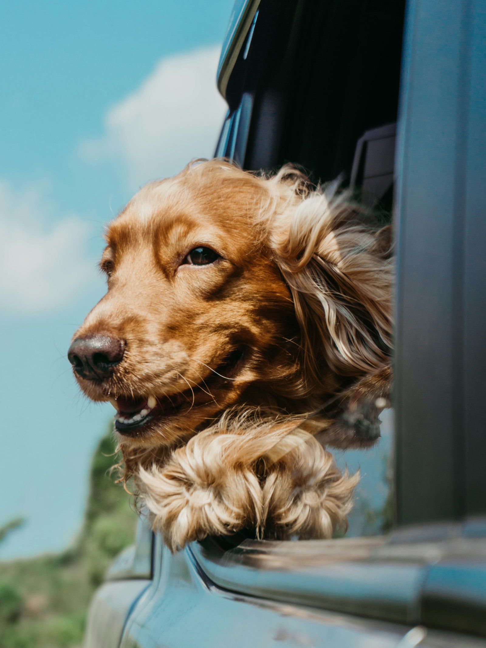 Happy dog travelling in a car